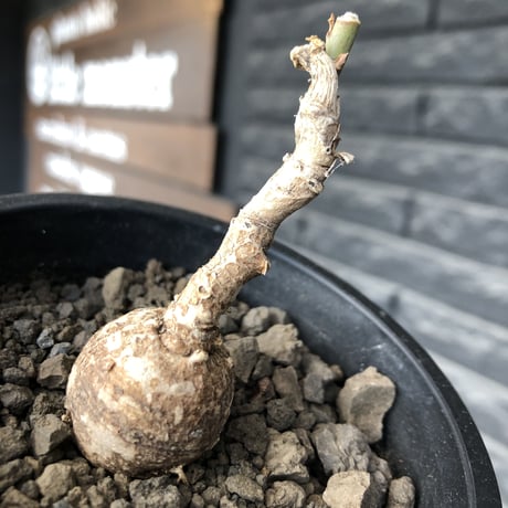 monadenium capitatum《M size 》希少種※現地球株発根済※球体感強く可愛い肌カラーな一株※mad black pot植え