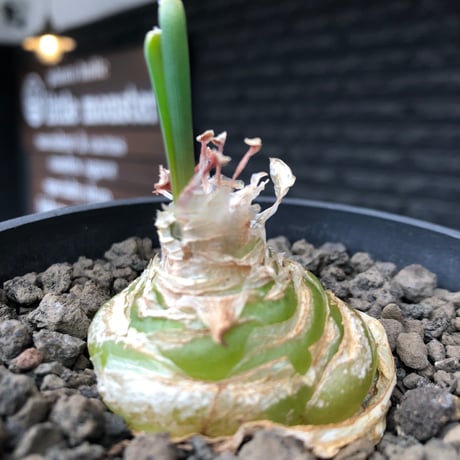 albuca spiralis cv.frizzle sizzle《L size》※littmon seed株※より強くカールが出る良きサイズなフリズルシズル‼︎※black bowl pot植え