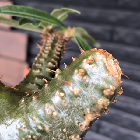 pachypodium gracilius《 M size》希少green肌&ぼってり樹形※現地球発根後店主国内管理3年株※balance良く極グリーン肌が◎※polyhedron pot植え