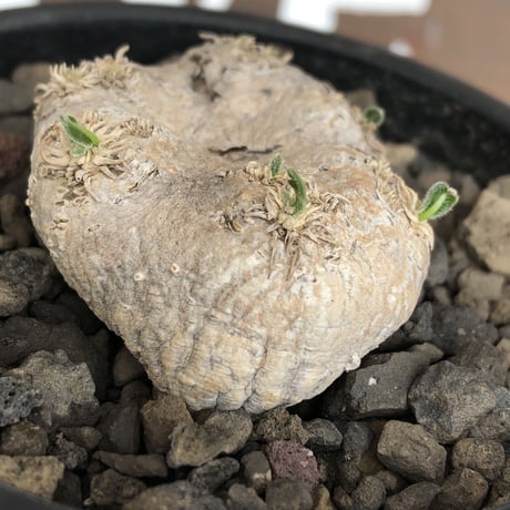 pachypodium  brevicaule恵比寿笑い《S size》※現地球発根後店主国内管理2年株※逆に流通少なき激かわサイズ‼︎ほっこりし堪らない一株‼︎※mad black pot植え