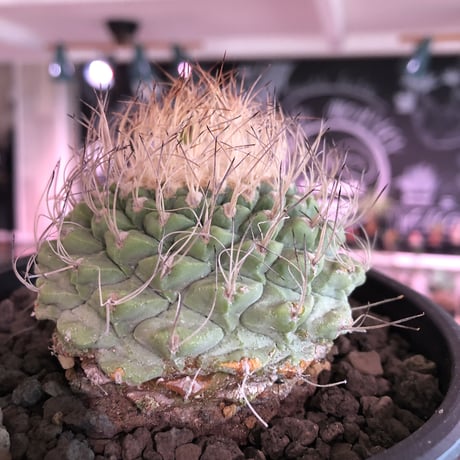 strombocactus 菊水《大きめL size》※希少‼︎現地球発根済株※実生菊水でなく希少高さ現地球株の上、更に大きく成長するtypeのbig菊水‼︎※mad black bowl pot植え