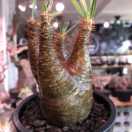 packypodium  gracilius《M size》赤肌株※現地球発根済株※店主国内管理3年株※極めて赤味の強い枝振り良きwildグラキ‼︎低重心な良き装い※mad black pot植え