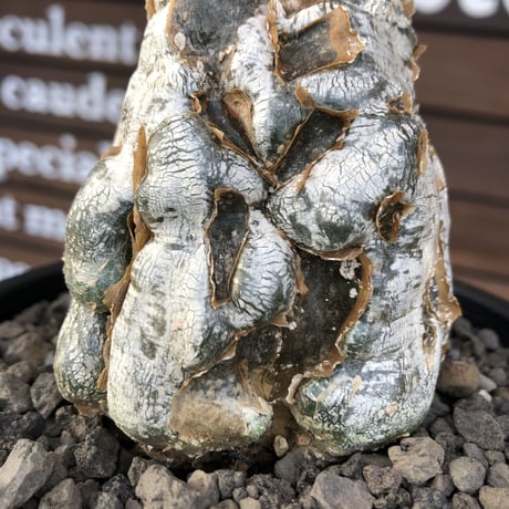 cephalopentandra ecirrhosa《 L size》ゴツゴツ極太株※現地球発根済株※店主国内管理7年株※幹のボコボコ感が強きパキプスかの如く厳つい一株※mad black pot植え
