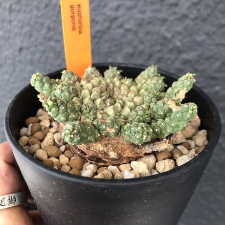 euphorbia     gorgonis《M size》