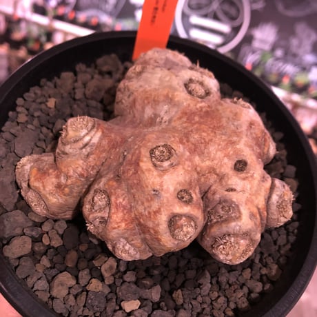 パキポディウム 恵比寿笑い 現地球 発根済み かる ① パキポディウム 恵比寿笑い 現地球 発根済み かる ①