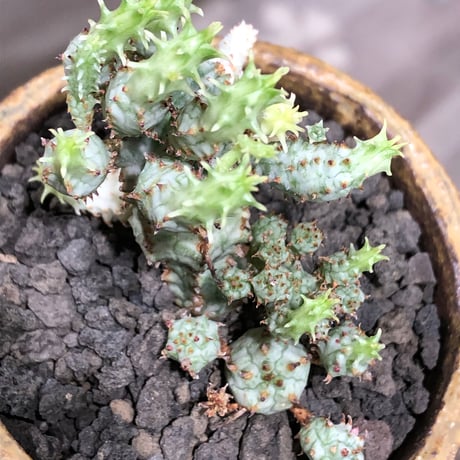 euphorbia mammillaris variegata 群生株《L size》※現地球株発根済※小型種ながらどっしり構えで主幹は太く‼︎更には斑入りのバランス良き一株‼︎※信楽陶器鉢植え