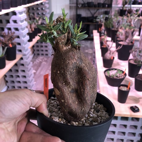 packypodium  bispinosum《M ~L size》sizeバラバラ