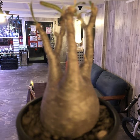 packypodium  gracilius《小さめM size》※現地球発根済株※店主国内管理3年株※compactなサイズ感のかわいいグラキ‼︎※mad black bowl pot植え