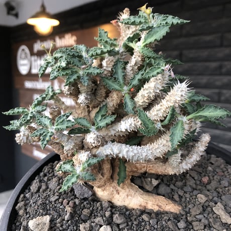 euphorbia tulearensis《 LL size》大株※現地球発根後店主国内管理4年株※驚愕‼︎希少性激高塊根ユーフォルビア‼︎big塊根&半端なき枝振り※shallow pot植え