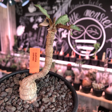euphorbia cremersii《M size》※ぽっこり塊根&葉の表と裏がcolor違いの上、mad質で渋い肌質が大変カッコ良く上品な一株‼︎※mad black bowl pot植え