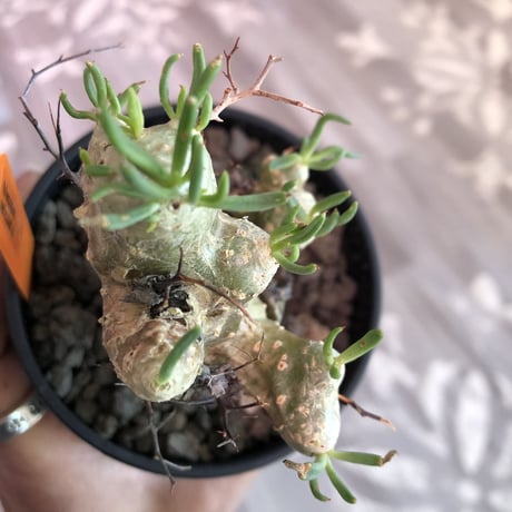 tylecodon   reticulatus《万物想》
