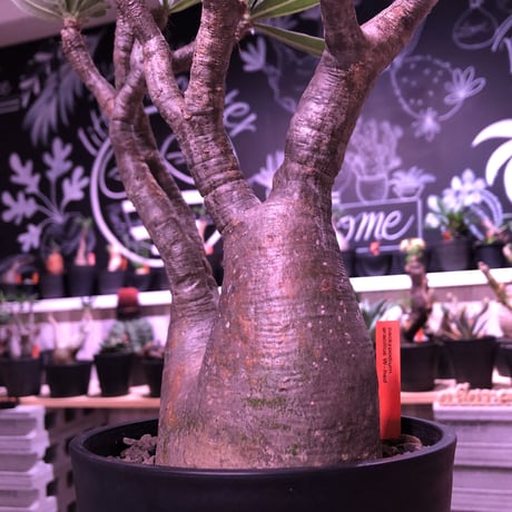 packypodium  gracilius《二分頭株》🌵🌵※現地球株  発根済み株‼︎  　限定1株　※希少株