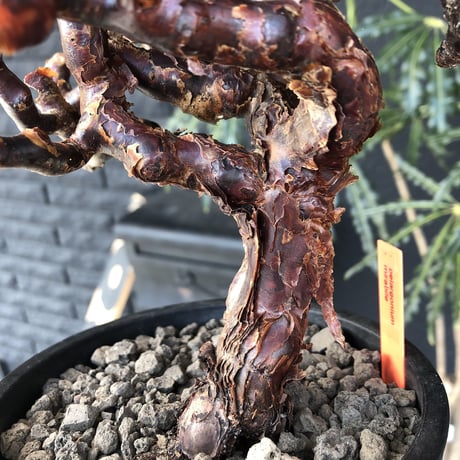 pelargonium  mirabile《L L size》※国内7年  店主管理株  幹上がり仕立てのpremiumミラビレ🌱  ※mad black pot植え