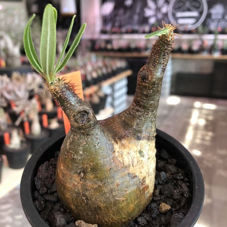 pachypodium  gracilius《大きめS size》希少ニ頭枝＆現地焼け※現地球発根済株※店主国内管理2年株※現地焼けのcharm pointが愛くるしい※mad black pot植え
