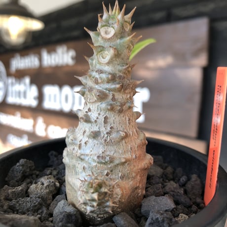 pachypodium windsorii《M size》※選抜littmon seed🌱※weight低き極ぼってり株元&枝振りも◎良樹形※mad black pot植え