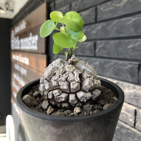 dioscorea elephantipes アフリカ亀甲竜《M size》※現地球発根後店主国内管理5年株※美しすぎる特化した白肌に彫深き立体樹形が堪らない※mad black pot植え