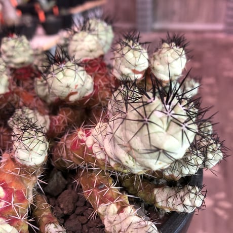 ortegocactus   macdougallii《L L size》※現地球自根株※店主国内管理6年株※薄水色肌ヤバイ群生極美株‼︎激希少size‼︎※mad black bowl pot植え