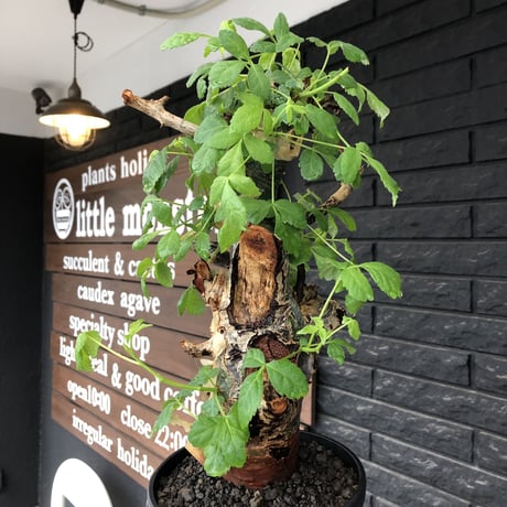 commiphora  holtziana《LL size》極太株※現地球発根後店主国内管理4年株※極太幹&weight低きwildな装い※tall pot植え