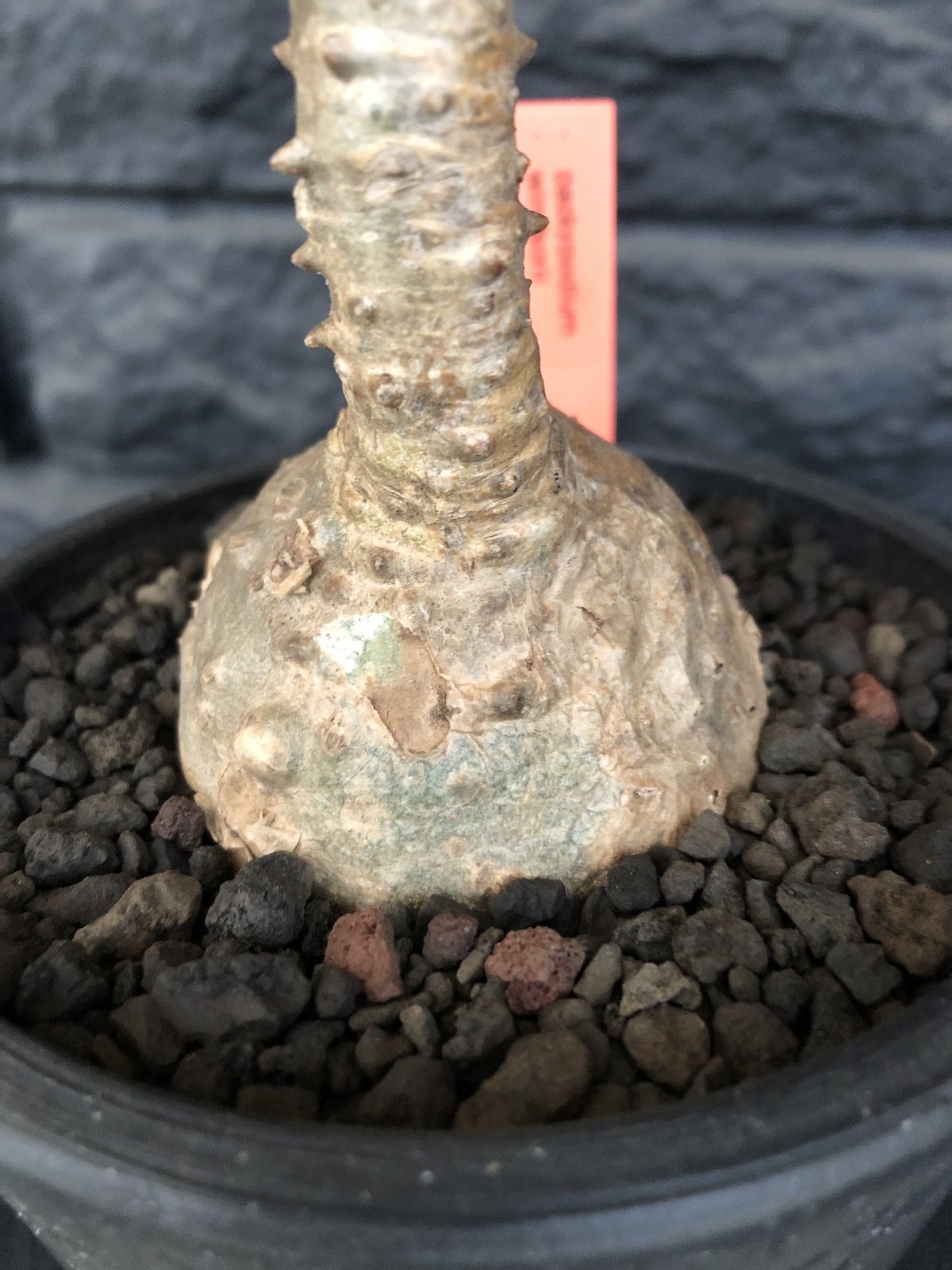 packypodium windsorii《Msize》※現地球発根済み株‼︎今後脇枝が出て
