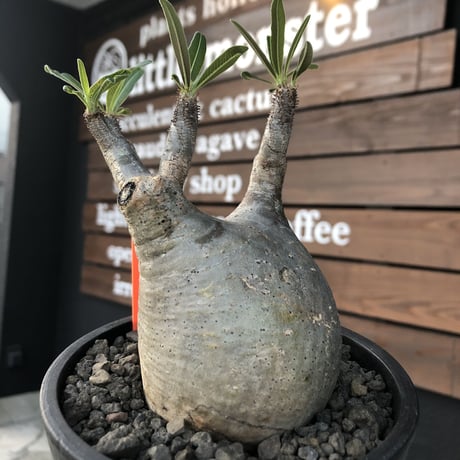 packypodium  gracilius《M size》※現地球発根済株※店主国内管理4年株※短枝weight低く希少ニ頭枝のぼってり堪らないかわいさ‼︎※mad black pot植え