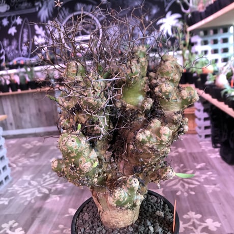 tylecodon    reticulatus《L L size》現地球発根済株※店主国内管理4年株※ヤバいほど太過ぎる株元に網目状な針の装い‼︎impact絶大※mad black pot植え
