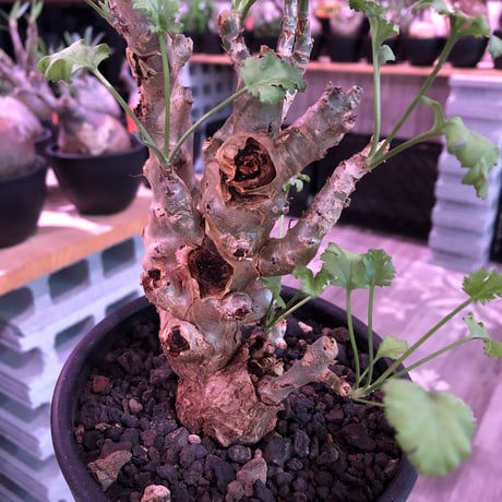 pelargonium   crithmifolium《L size》※塊根部分から芽吹き年々樹形がボコボコと変化しギザギザ葉も可愛い冬型 ※mad black pot植え