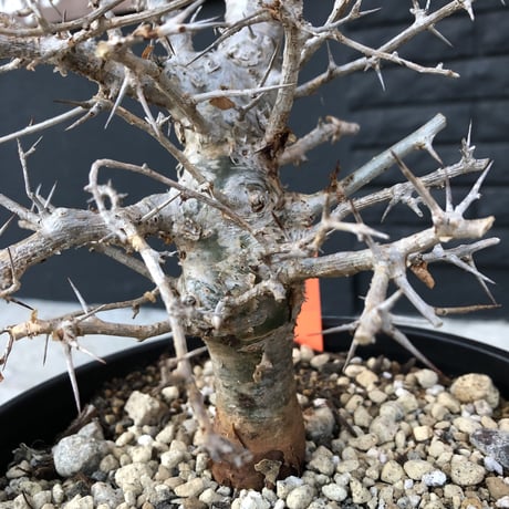 commiphora  simplicifolia《L  size》シルバーの枝と棘‼︎