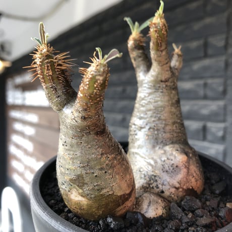 pachypodium gracilius《小さめM size》w-he'd株※現地球発根後店主国内管理4年株※丸みも強く愛くるしさ満点の良balance株※mad black pot植え