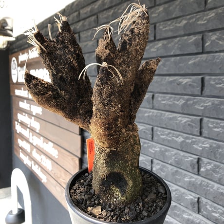 xerophyta  trichophylla《S size》※現地球発根後店主国内管理2年株※驚愕強靭株※枝振り良くweight低く堪らなくかわいい小振りサイズ※mad black pot植え