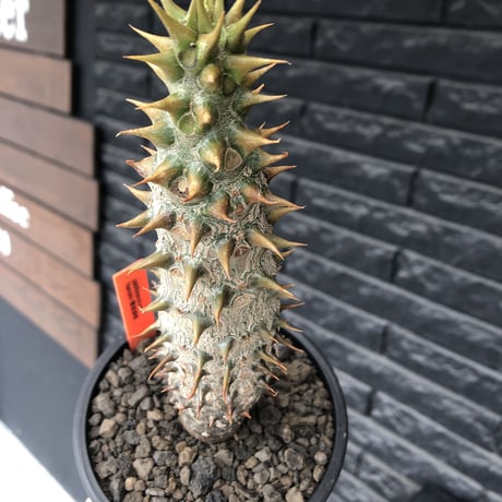 pachypodium  baronii《LL size》※激希少‼︎現地球発根後店主国内管理9年株※激極太幹を持ちどっしり構えの男前‼︎太いstuds棘が堪らない※mad black pot植え