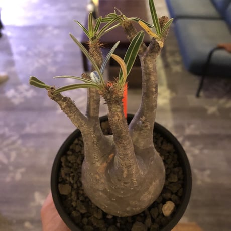packypodium  gracilius《小さめM size》※現地球発根済株※店主国内管理3年株※compactなサイズ感のかわいいグラキ‼︎※mad black bowl pot植え