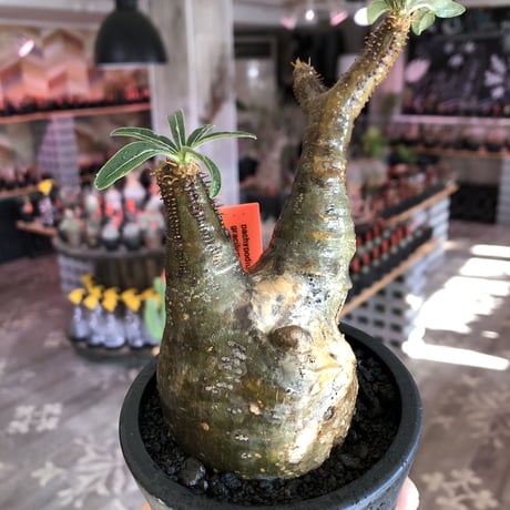 pachypodium gracilius《小さめM size》現地焼け肌※現地球発根後店主国内管理3年株※岩肌に当たり育ったエグれ傷を持つwildな出立ちが堪らない※mad black pot植え