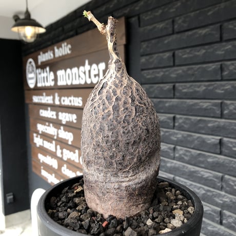 cyphostemma montagnacii《 大きめL size》※現地球発根後店主国内管理7年株※希少種大株ひび割れた表皮が渋かっこいい一株‼︎良樹形※mad black bowl pot植え