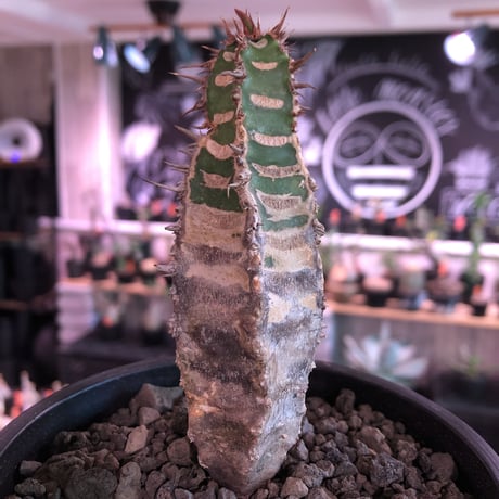 euphorbia  neohumbertii《M size 》※現地球発根済株※店主国内管理2年株※ゼブラ模様とold感強き渋カッコいい一株‼︎※mad black pot植え