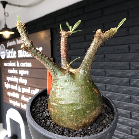 pachypodium gracilius《小さめL size》希少green肌&球体樹形※現地球発根後店主国内管理3年株※まん丸な樹形&極balance株※mad black bowl pot植え