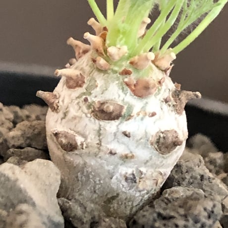 sarcocaulon peniculinum《S size》激希少種※現地球発根後店主国内管理5年株※小振りでも堪らない純白の美しい一株‼︎※mad black pot植え
