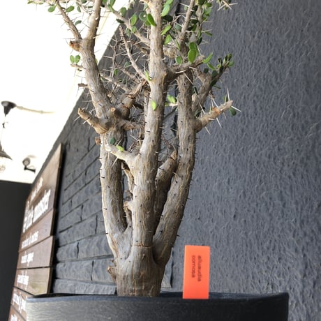 alluaudia    comosa《XL size》