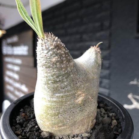 pachypodium gracilius《大きめS size》※極短枝ぼってり株※現地球発根後店主国内管理3年株※極めて短枝且つツルツル肌のぼってりトトロ樹形※mad black pot植え