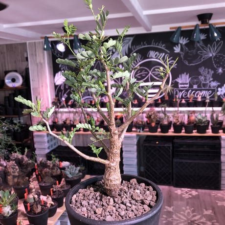 senna  meridionalis《 M size》※現地球発根済株※大変幹の色が濃く、特化した肌質のセンナ‼︎かなり上品且つ綺麗な一株‼︎※オススメ株※mad black pot植え