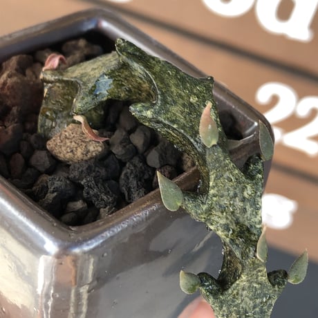 ceropegia bosseri《 M size》※現地球発根後店主国内管理1年株※暗黒のmad感ある黒肌が他に類を見ないカッコいい装い※陶器鉢植え
