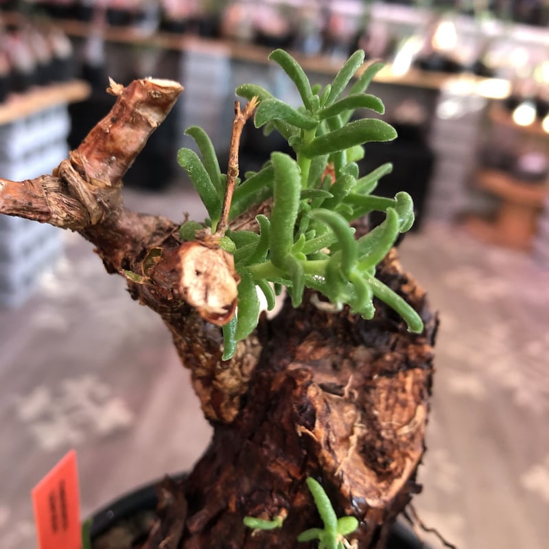 mestoklema tuberosum《M size》※現地球発根済株※幹は太めweigh