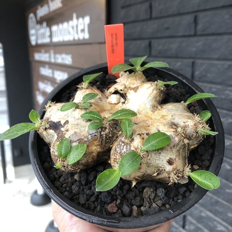 pachypodium brevicaule恵比寿笑い《大きめM size》※現地球発根後店主国内管理3年株※手乗り丁度良きサイズ感‼︎威勢よく展開中🌱※mad black pot植え