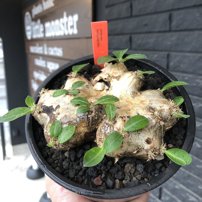 pachypodium brevicaule恵比寿笑い《大きめM size》※現地球発根後店主...