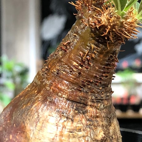 pachypodium gracilius《大きめS size》※現地球株発根済※激希少green＆red2色持ちに現地焼けも相まったサイズ感以上の存在感※black bowl pot植え