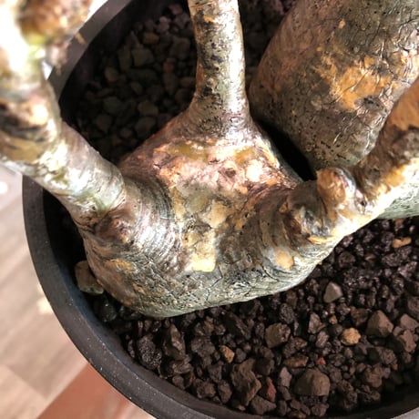 pachypodium gracilius 《大きめL size》※W-he'd株※現地球発根済株※店主国内管理4年株※良サイズ感‼︎アシンメトリーなニ分頭株※mad black bowl pot植え