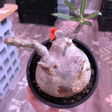 packypodium  gracilius《L size》白肌※現地球発根済株※店主国内管理3年株※美白肌に現地焼けのコントラスト＆ぼってり樹形バランス‼︎※mad black bowl pot植え