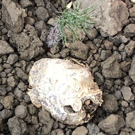 eriospermum dregei《M size》驚愕‼︎冬型激希少種※現地球発根後店主国内管理5年株※まず出回らない現地球株‼︎ビッグサイズ立体塊根＆極美しい葉※mad black pot植え