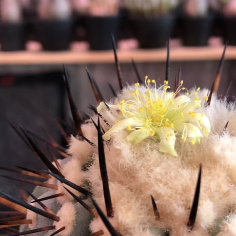 copiapoa   cinerea  黒王丸《L size》※現地球発根済株※店主国内管理6年株※king of cactus‼︎※mad black marble bowl pot植え