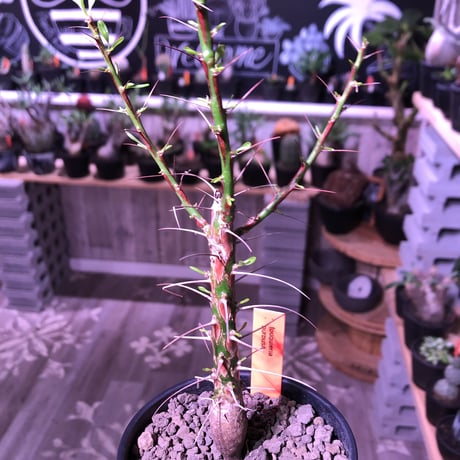 fouquieria  purpusii《M size》 ※希少株  ※幹の模様が特徴な人気種　※限定2株