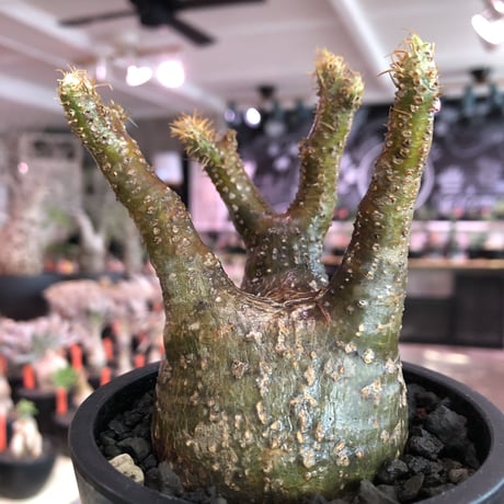 pachypodium  gracilius《小さめM size》※現地球発根済株※店主国内管理3年株※まるでフグの様な柄を持つ丁度良きサイズ感のグラキ※mad black pot植え